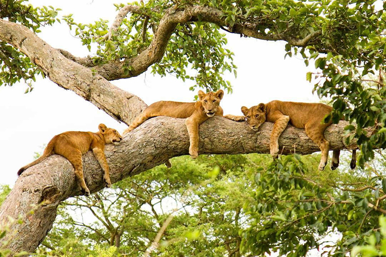 ishasha-tree-climbinig-lions
